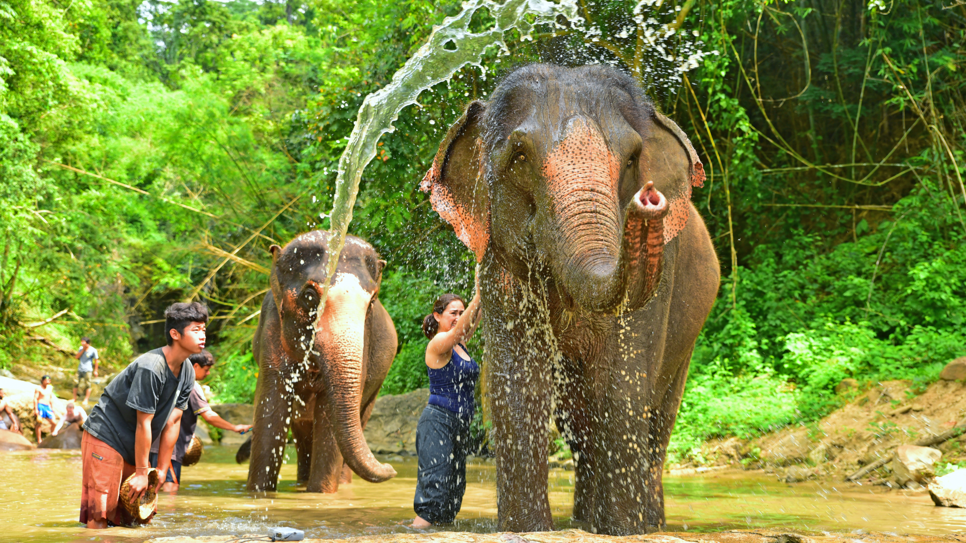 Luang Prabang Elephants experiences